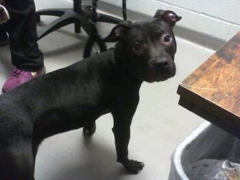 A1268799 -  Pit Bull Terrier and Mixed Breed Dog for Adoption in Charlotte, North Carolina - A1268799 | PetCurious