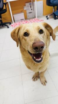 SLIM JIM -  Yellow Labrador Retriever and Corgi Dog for Adoption in Joshua Tree, California - SLIM JIM | PetCurious