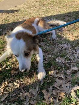 Mixed Breed Dogs Available for Adoption - LUCKY | PetCurious