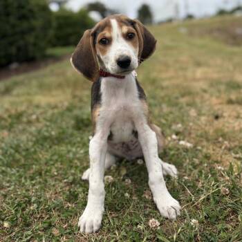 Hound Dogs Available for Adoption in Chesapeake, Virginia - Red | PetCurious
