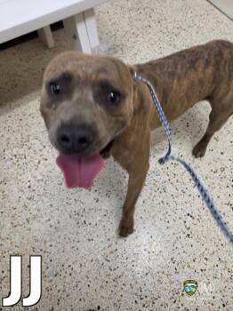 JJ -  Pit Bull Terrier Dog Available for Adoption in Rocky Mount, North Carolina - JJ | PetCurious