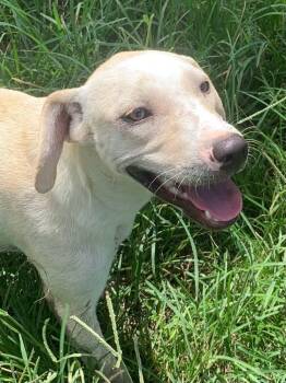 Cinderella -  Mixed Breed Dog for Adoption in Taycheedah, Wisconsin - Cinderella | PetCurious