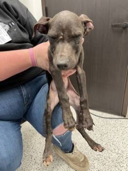 Rescue Mixed Breed Dogs for Adoption in Atlanta, Georgia - Peanut | PetCurious