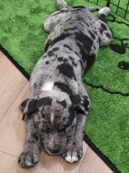 Pit Bull Terrier Dogs Available for Adoption in Salt Lake City, Utah - Oreo Blizzard | PetCurious