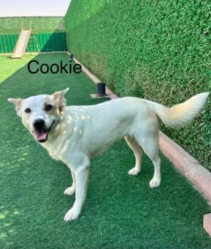 Cookie -  Jack Russell Terrier and Spitz Dog for Adoption in Huntingtown, Maryland - Cookie | PetCurious