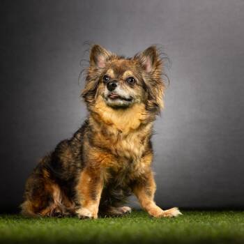 Karman -  Papillon and Mixed Breed Dog for Adoption in Jupiter, Florida - Karman | PetCurious