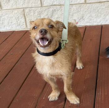 Hank Hill -  Terrier Dog for Adoption in Slidell, Louisiana - Hank Hill | PetCurious