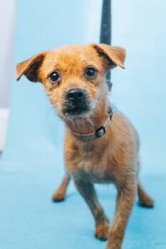 Cody -  Terrier and Mixed Breed Dog for Adoption in Minneapolis, Minnesota - Cody | PetCurious