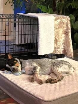 Australian Cattle Dog Blue Heeler Dogs Available for Adoption - Remi | PetCurious