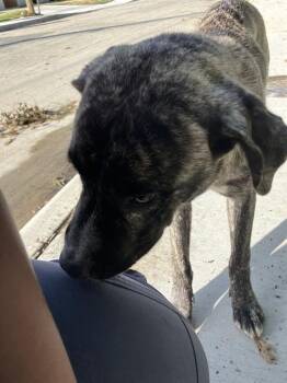DOJO -  Mixed Breed Dog for Adoption in Dallas, Texas - DOJO | PetCurious