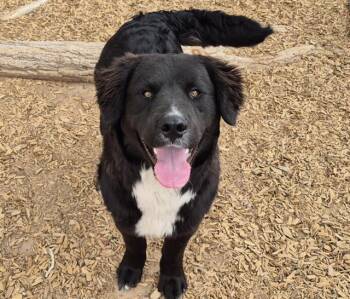 Newfoundland Dog and Labrador Retriever Dogs Available for Adoption in Albuquerque, New Mexico - RIKE | PetCurious
