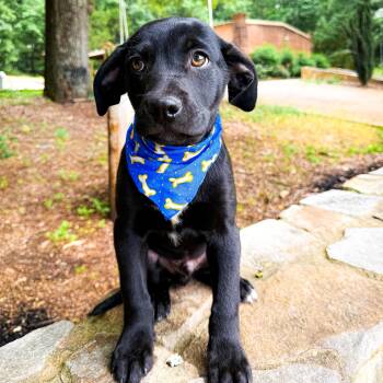 Labrador Retriever and Black Labrador Retriever Dogs Available for Adoption - Landen | PetCurious