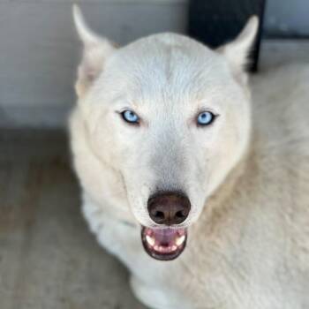 Ghostie -  Husky Dog for Adoption in Houston, Texas - Ghostie | PetCurious