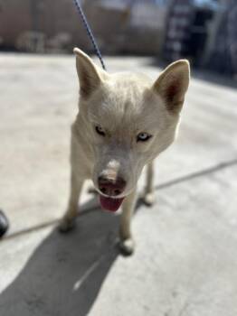 Rain -  Siberian Husky Dog for Adoption in Victorville, California - Rain | PetCurious
