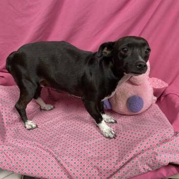A614152 -  Dachshund and Mixed Breed Dog for Adoption in Modesto, California - A614152 | PetCurious