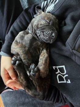 Mastiff Dogs Available for Adoption - Hank (Black Collar) | PetCurious