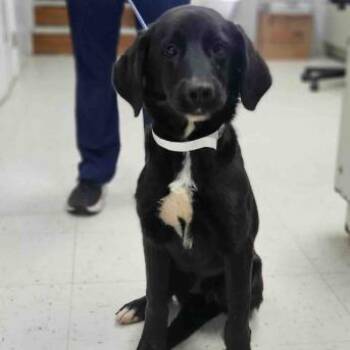 Waldo -  Black Labrador Retriever and Mixed Breed Dog for Adoption in Fairfax, Virginia - Waldo | PetCurious