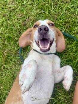 Wyatt -  Beagle Dog for Adoption in Hilton Head Island, South Carolina - Wyatt | PetCurious