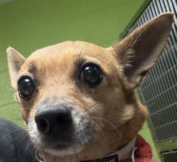 Rescue Chihuahua and Mixed Breed Dogs for Adoption in Spartanburg, South Carolina - Carley | PetCurious