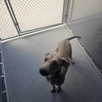 Bella -  Shepherd and Mixed Breed Dog for Adoption - Bella | PetCurious