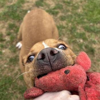 Mixed Breed Dogs Available for Adoption - Loreta | PetCurious