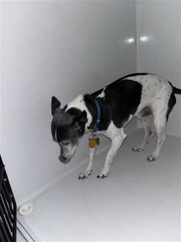 BIGGIO -  Chihuahua and Mixed Breed Dog for Adoption in Houston, Texas - BIGGIO | PetCurious
