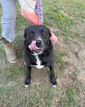 PEBBLES- ADOPTION FEE SPONSORED -  Pit Bull Terrier Dog for Adoption in Pembroke, Massachusetts - PEBBLES- ADOPTION FEE SPONSORED | PetCurious