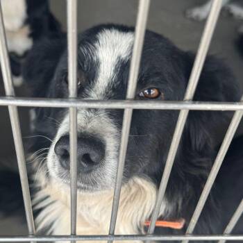 Adair -  Collie Dog for Adoption in Kingman, Arizona - Adair | PetCurious
