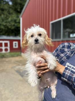 Tessa -  Chinese Crested Dog and Shih Tzu Dog for Adoption in Louisa, Virginia - Tessa | PetCurious