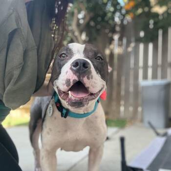 Rescue Pit Bull Terrier Dogs for Adoption in Los Angeles, California - Georgie | PetCurious