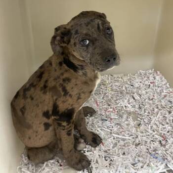 Pit Bull Terrier and Catahoula Leopard Dog Dogs Available for Adoption in East St. Louis, Illinois - Delaney | PetCurious