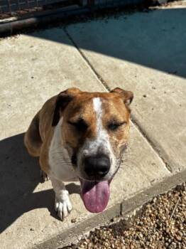 Rescue Mixed Breed Dogs for Adoption in New Orleans, Louisiana - Bambi (Underdog) | PetCurious