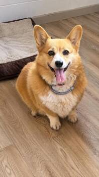 Lina -  Corgi Dog for Adoption in St. Augustine, Florida - Lina | PetCurious
