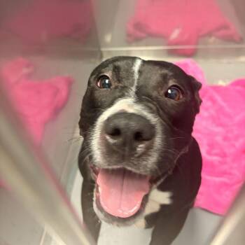 Flowing water -  Mixed Breed Dog for Adoption in Davenport, Iowa - Flowing Water | PetCurious