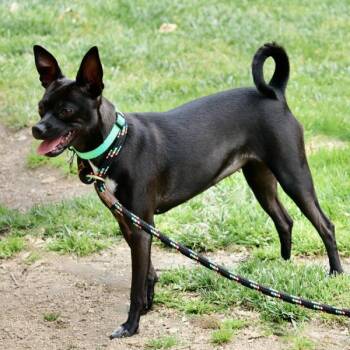 Chihuahua Dogs Available for Adoption in Dublin, California - Avery | PetCurious