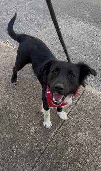 Border Collie Dogs Available for Adoption - Dasher | PetCurious