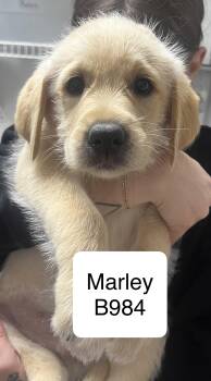 Golden Retriever Dogs Available for Adoption in Morganton, North Carolina - Marley | PetCurious