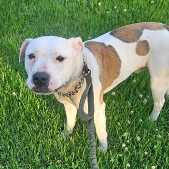 Patton (Partial sponsored adoption fee) -  Pit Bull Terrier Dog Available for Adoption in Belleville, Illinois - Patton (Partial Sponsored Adoption Fee) | PetCurious