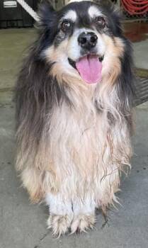 Australian Shepherd and Mixed Breed Dogs Available for Adoption - SARAH B | PetCurious