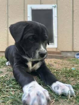 Juno -  Labrador Retriever Dog for Adoption in Parker, Colorado - Juno | PetCurious