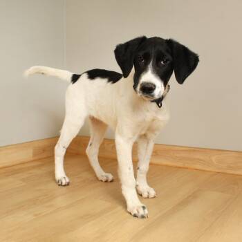 Rescue Spaniel Dogs for Adoption in Minnetonka, Minnesota - Cabbage D66634 | PetCurious