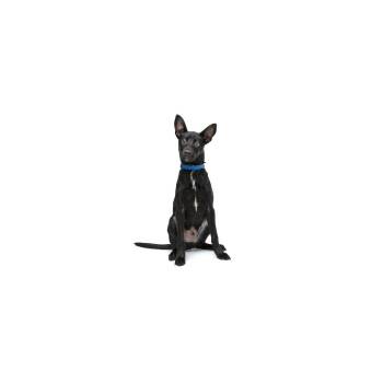 Pooh Bear -  Mixed Breed Dog for Adoption in Los Angeles, California - Pooh Bear | PetCurious