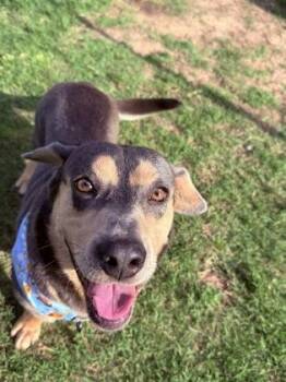 Biscuit -  Mixed Breed Dog for Adoption in Fort Worth, Texas - Biscuit | PetCurious