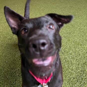 Velvet -  Patterdale Terrier Fell Terrier and Mixed Breed Dog for Adoption in West Palm Beach, Florida - Velvet | PetCurious