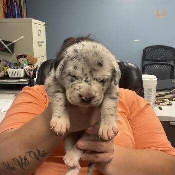 Big Bertha P1 -  Great Dane Dog for Adoption in Saint Joseph, Missouri - Big Bertha P1 | PetCurious