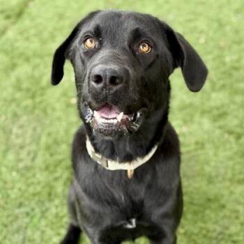 Rescue Labrador Retriever and Pointer Dogs for Adoption in Red Bluff, California - Windsor | PetCurious