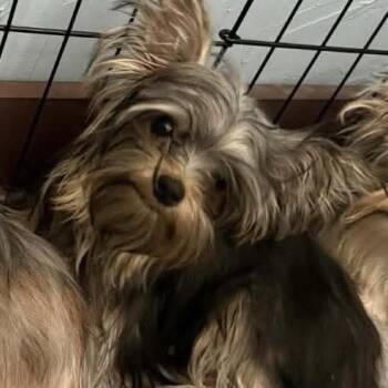 Yorkshire Terrier Dogs Available for Adoption - Wonton | PetCurious