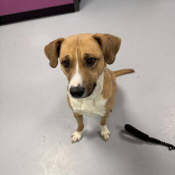 Mixed Breed Dogs Available for Adoption - Bella | PetCurious