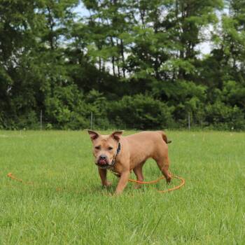 Pit Bull Terrier and Mixed Breed Dogs Available for Adoption in Springfield, Illinois - Peggy | PetCurious