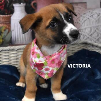 Victoria -  Husky and Mixed Breed Dog for Adoption in Yuma, Arizona - Victoria | PetCurious